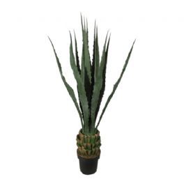 salg af Agave 100 cm.