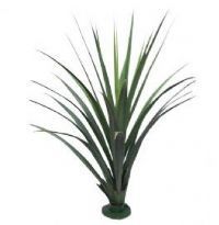 Agave
