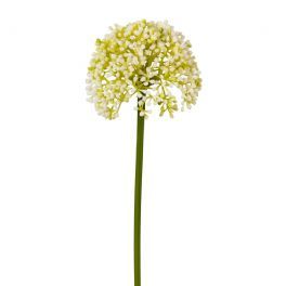 salg af Allium, creme - 36 cm. - kunstige blomster