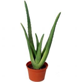 salg af Aloe plante 40 cm.