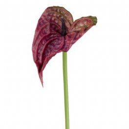 salg af Kunstig Anthurium, bordeaux - H50 cm.