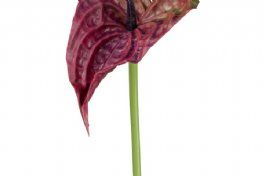 salg af Anthurium, 50 cm. kunstige blomster