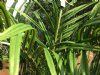 kunstig areca palme