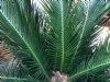 kunstig palme