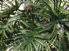 kunstig baby fan palme