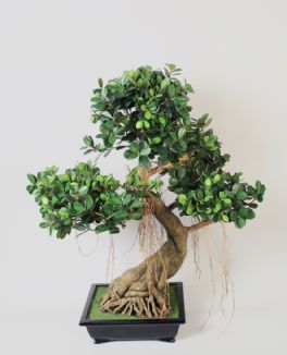 salg af Bonzai, Ficus Panda - 78 cm. - Kunstige træer