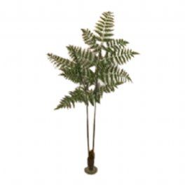 salg af Bregne, opstammet med jord - H150 cm.