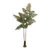 salg af Bregne, opstammet med jord - H150 cm.