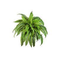 salg af Bregne, - Ø80*H 50 cm. - kunstige planter