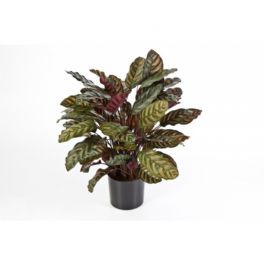 salg af Kunstig calathea, H80 cm.