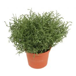 salg af Calocephalus, 18 cm. - kunstige planter