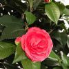 kunstig camelia træ