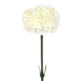 salg af Creme nellike, 55 cm. - kunstige blomster