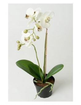 salg af Creme Orkide, 40 cm. - kunstige Orkider