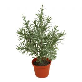 salg af Crossostephium, 35 cm. - kunstige planter