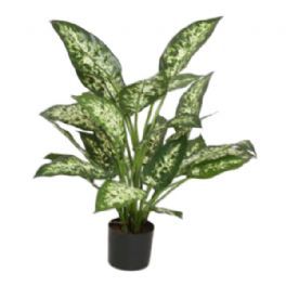 salg af Kunstig dieffenbachia, H50 cm.