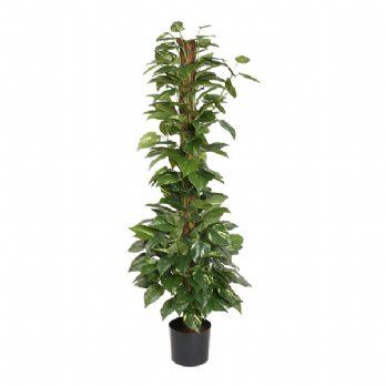 salg af Kunstig pothos, H130 cm.