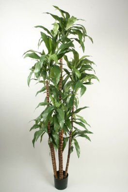 salg af Kunstig dracena, fragrans - H170 cm.