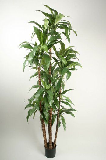 salg af Kunstig dracena, fragrans - H170 cm.