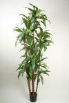 salg af Kunstig dracena, fragrans - H170 cm.