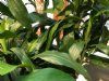 kunstig fragrans