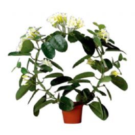 salg af Kunstig Hvid Duftranke, 40 cm. - kunstige blomster