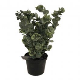 salg af Eucalyptus i potte, H18 cm. - kunstige planter