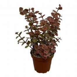 salg af Eucalyptus i potte, rosa - H22 cm.