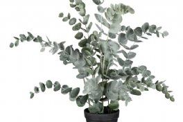 salg af Eucaplyptus i potte, 50 cm. - kunstige planter