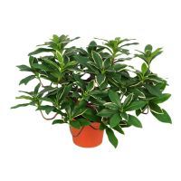 salg af Euonymus Japonicus, 24 cm. - kunstige planter