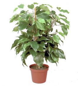 salg af Kunstig ficus exotica, H40 cm.