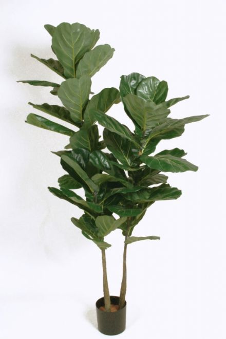 salg af Fiddle leaf, 180 cm. - kunstige planter