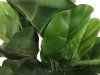 kunstig fiddle leaf