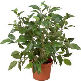 salg af Kunstig ficus natasja, H40 cm.