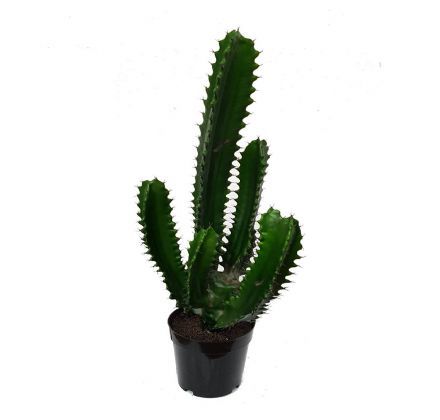 salg af Finger kaktus - 60 cm. - kunstige planter