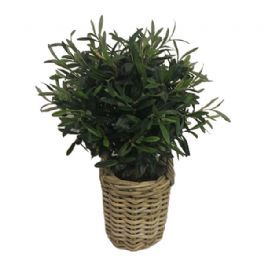 salg af Gaveide, kurv med Oliventræ - H55 cm. - kunstige blomster