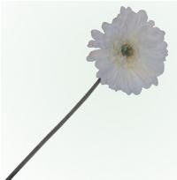 salg af Hvid gerbera, 50 cm. - kunstige blomster