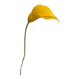 salg af Kunstig gul calla, plast - H50 cm.