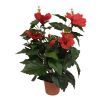 salg af Kunstig rød hawaiblomst, H42 cm.