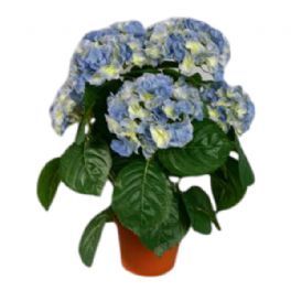 salg af Kunstig lyseblå hortensia, H40 cm.