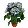 salg af Kunstig lyseblå hortensia, H40 cm.
