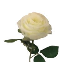 kunstig hvid rose