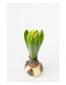 salg af Hyacintløg, 15 cm. - kunstige blomster