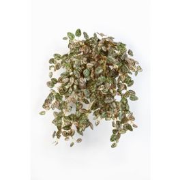 salg af Hypoestes hængebusk, 54 cm. - kunstige planter