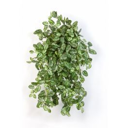 salg af Kunstig hypoestes hængeplante, L54 cm.