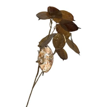 salg af Judas peng , brun - 75 cm. - kunstige blomster