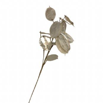 salg af Kunstig judaspenge, pearl - H75 cm.