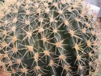 kunstig kaktus