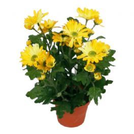 salg af Krysantium, gul - kunstige blomster