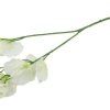 kunstig hvid lathyrus